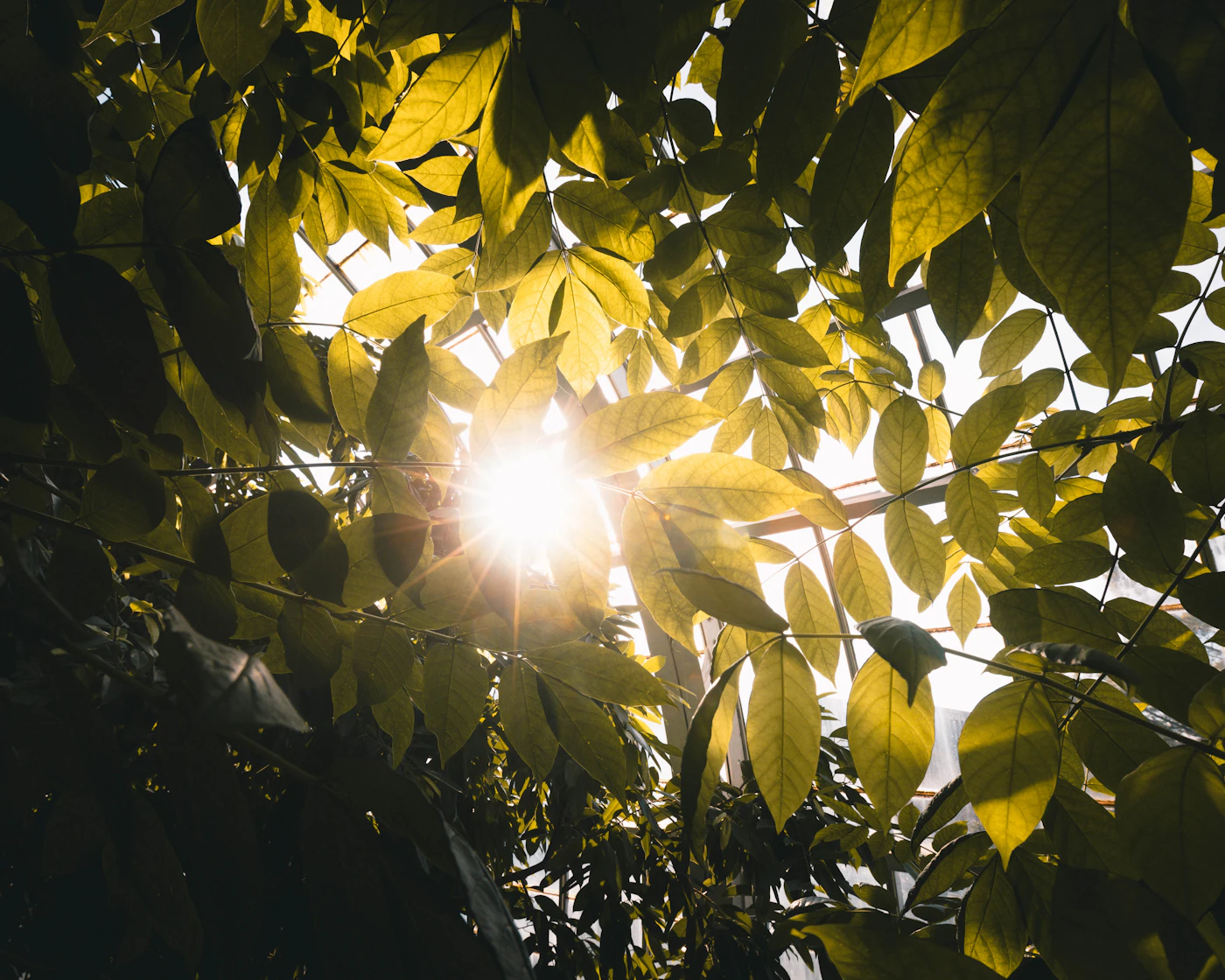 Sunlight among green leaves.