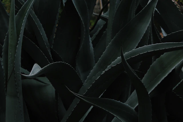Deep green aloe leaves in soft natural light.